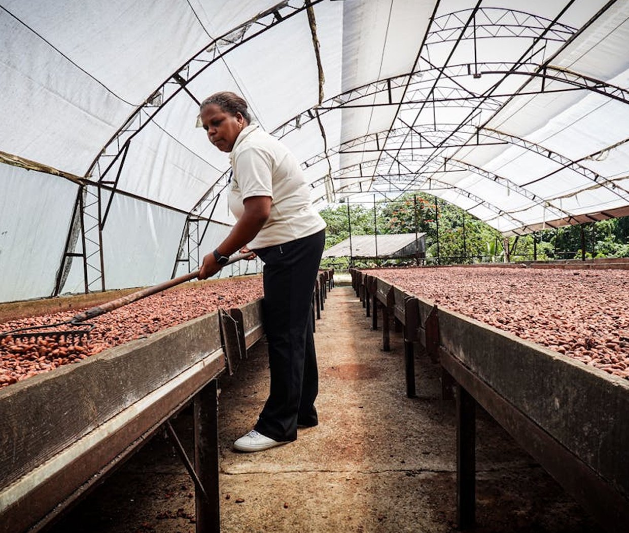 Cocoa - Raub, Pahang